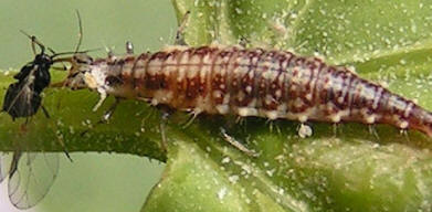 Lacewing Larvae eating an aphid